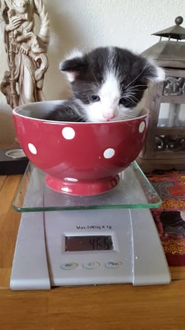 La pesée de Tipo le chaton.