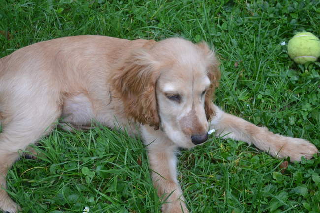 Tache museau cocker anglais