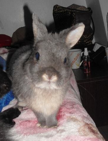 Le Lapin Stark