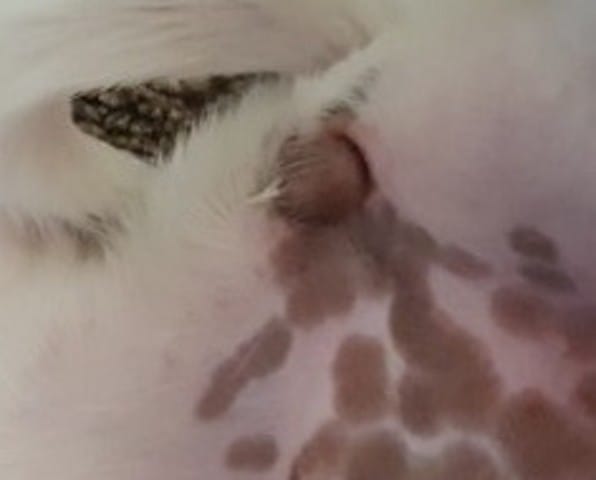 Ma chienne n’a encore eu son vrai vagin