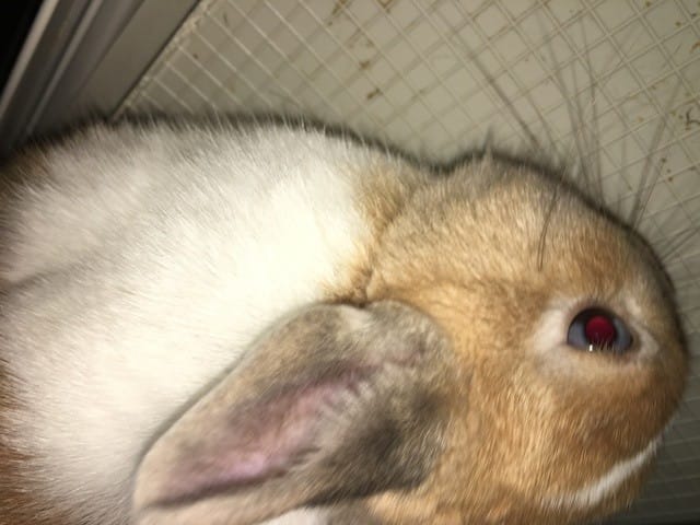 Œil du lapin