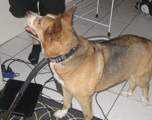 Notre chien sauvé de la SPA