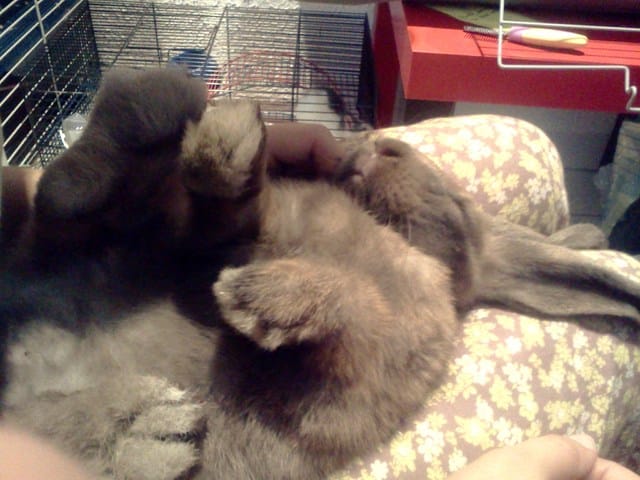 Kiwi aime les papouilles !!