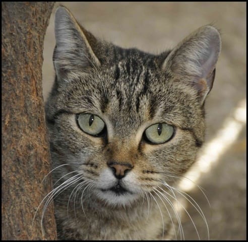Laisser sortir son chat ???