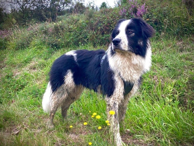Comment jouez-vous avec votre chien ?