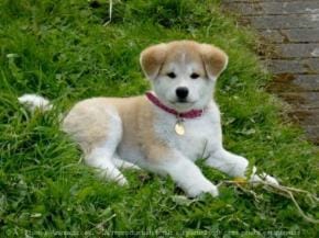 Adopter un Akita Inu comme premier chien ?