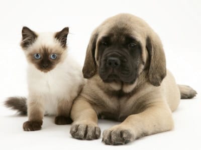 De quelle race est ce chien?