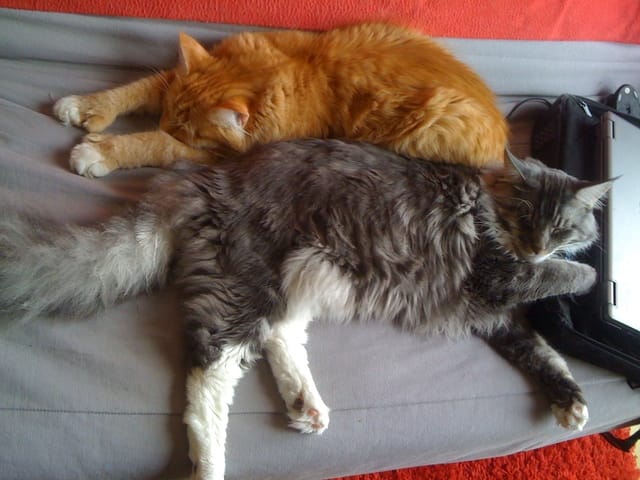 Alimentation humide pour chat