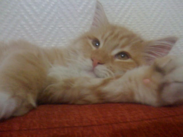 Mes poilus