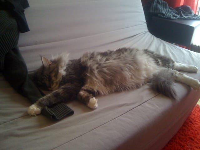 occuper mon chat