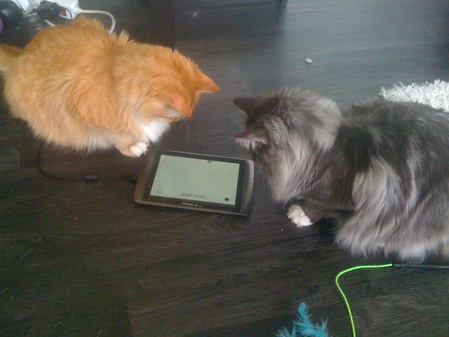Les applications pour chats