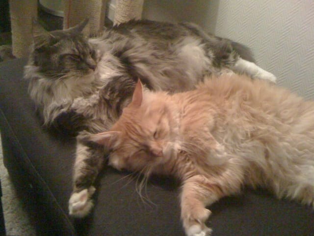 Compléments alimentaires