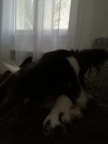Je me sens épiée et surveillée par ma chienne ...Aidez moi