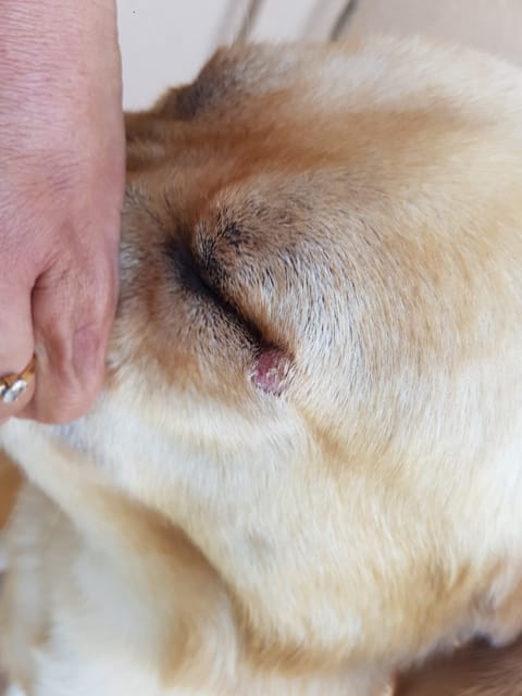 Labrador beige soucis à l oeil