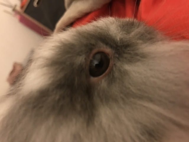 œil rouge de mon lapin