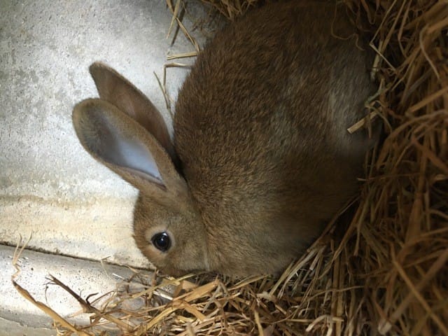 Lapinou Sauvage Conseils