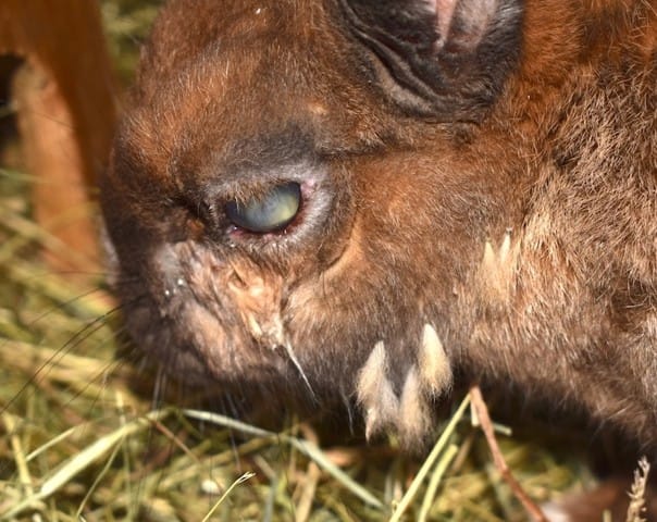 Maladie de l'oeil de mon lapin
