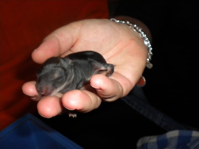 J'ai trouvé des bébés lapins de Garenne dans mon jardin...(photos)