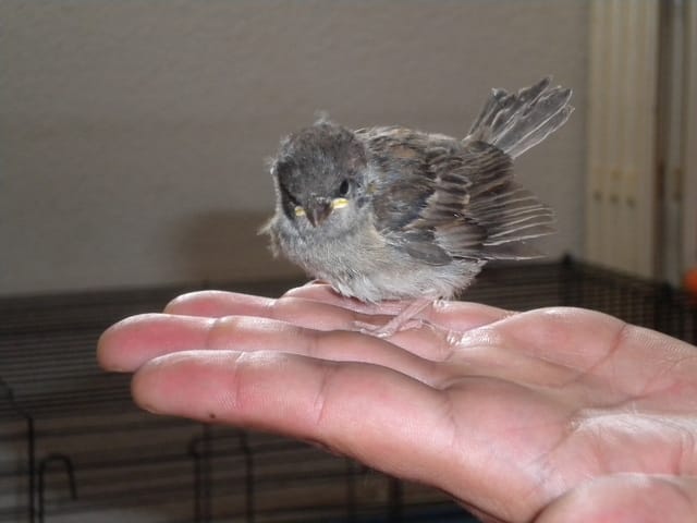 Piou-piou