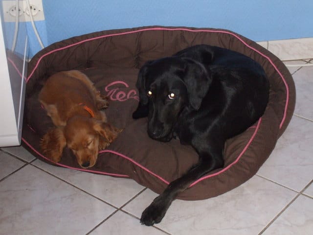 assurance pour chien