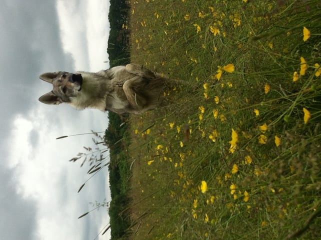 Chien destructeur, que faire ?