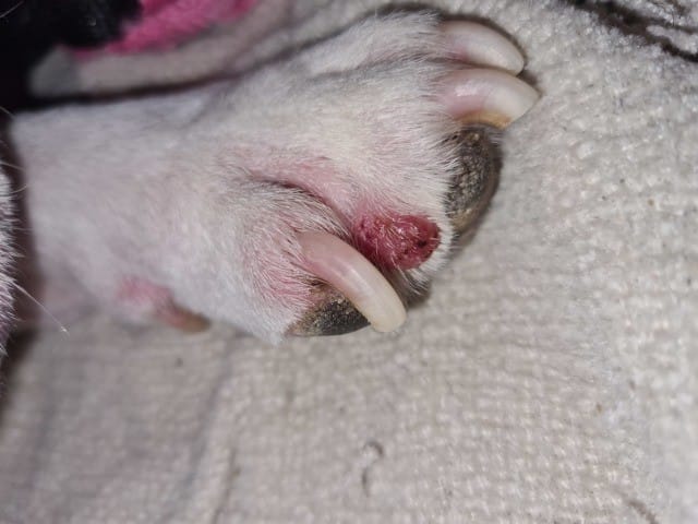 Mon chien à une boule sur la patte