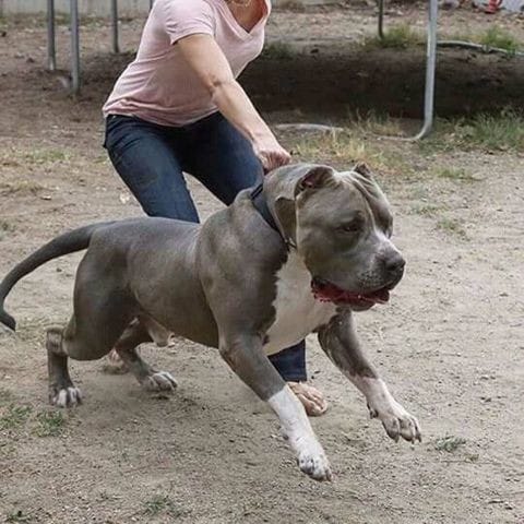 Chien plus massif