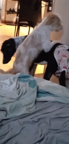 Chienne en chaleur ou pas ?