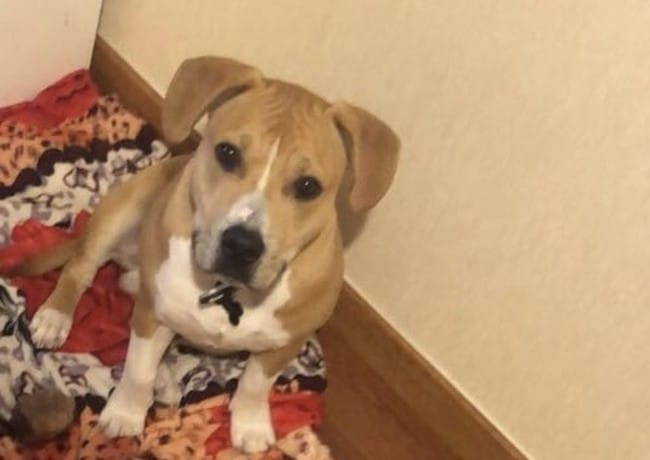 Besoi d avis sur mon amstaff