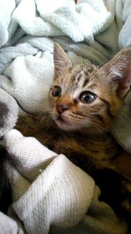 Quantité de croquette chaton