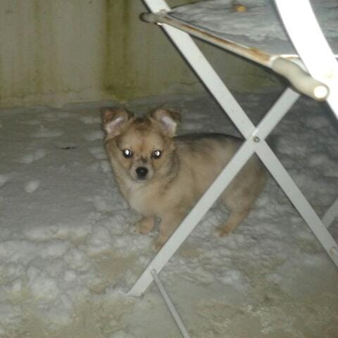 es ce que c'est un chihuahua