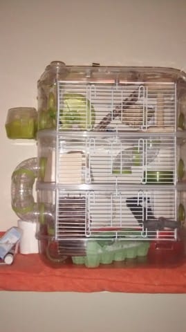 Échange de cage