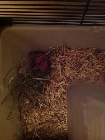 Bébés hamsters