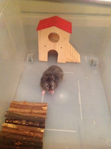 Choupie, hamster angora ?