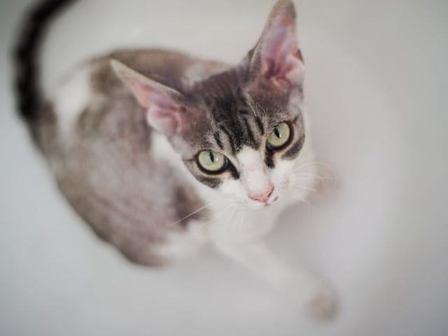 mon devon rex ne se lave pas