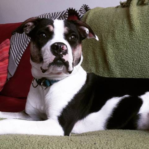 De quelle race est mon chien