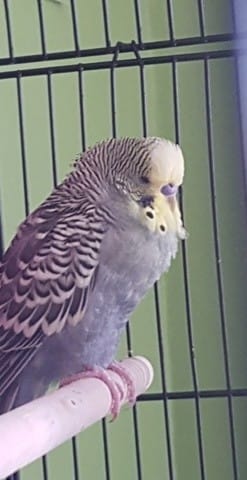 ma perruche décédé sans raison