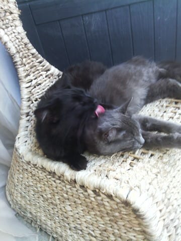 Deuil chez le chat ???