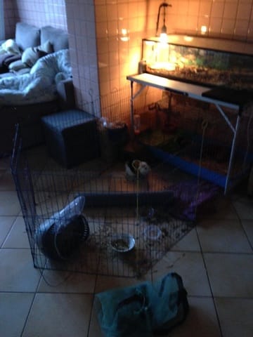 Rocky dans sa nouvelle famille