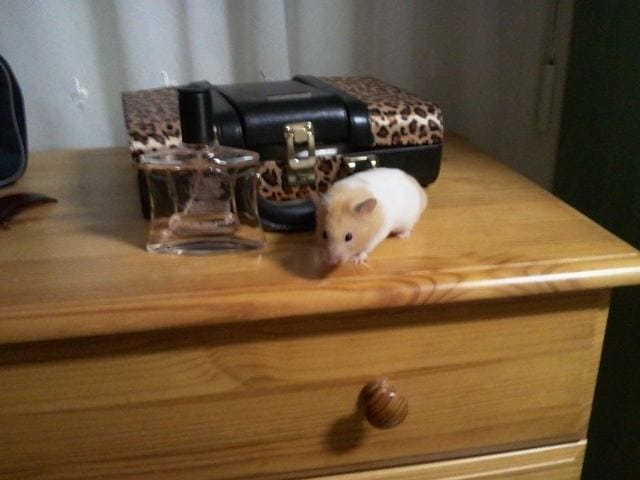 hamster grimpe