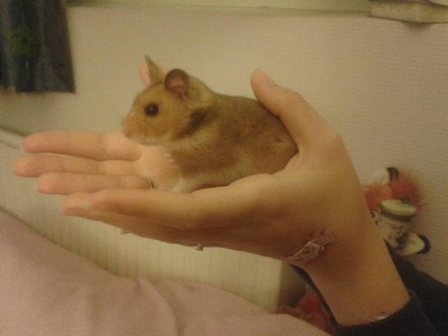 cherche une cage
