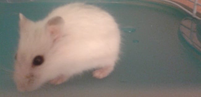 bienvenue Shiro