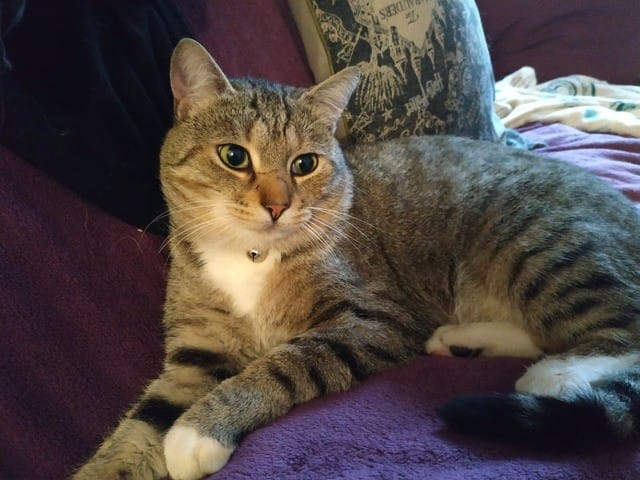 Chat cherche une famille à Lille