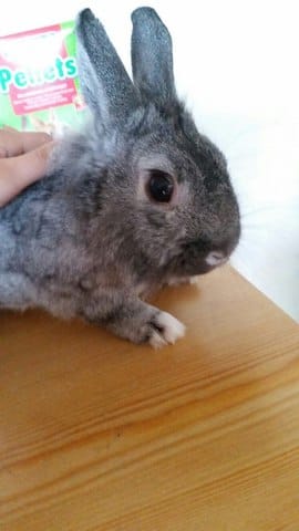 URGENT - Lapin nain de 2 ans propre et castré cherche une nouvelle famille