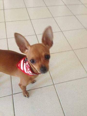 Éduquer un chiot de 7mois 