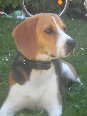 Présentez vos beagles ! 