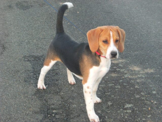 Quelle couleur de harnais conviendrai à mon loulou ?