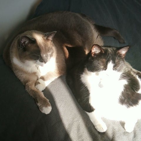 Régime, âge et calcium