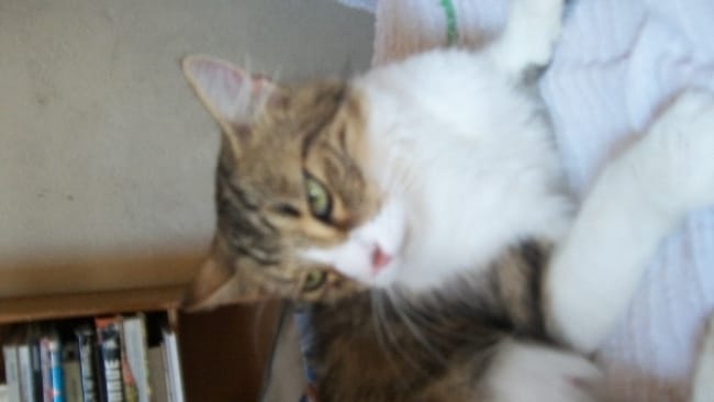 Chatte et chatons abandonnés devant chez moi [urgent]