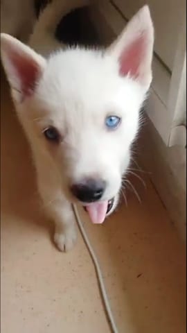 Montrez moi vos animaux